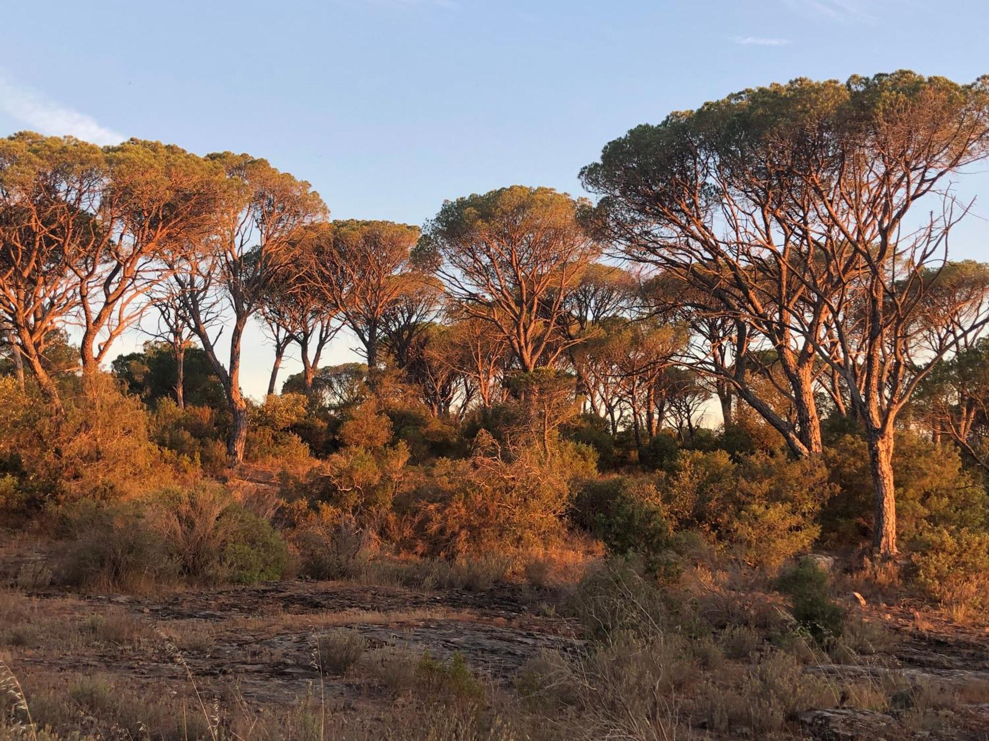 Sous Les Pins Parasols Vidauban Buitenkant foto