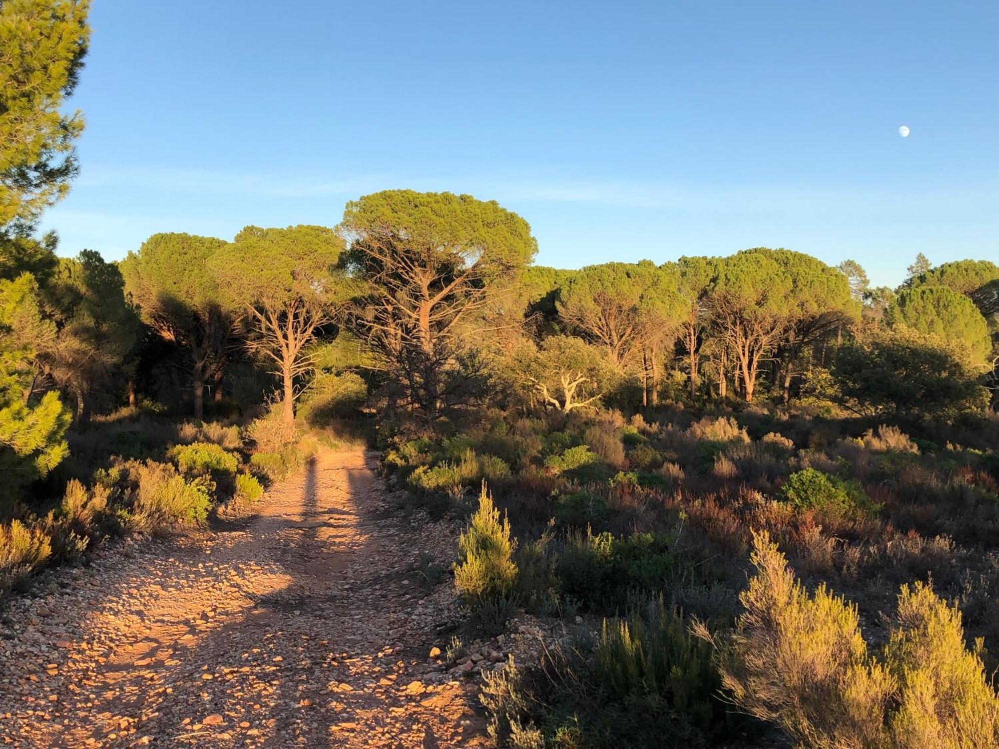 Sous Les Pins Parasols Vidauban Buitenkant foto