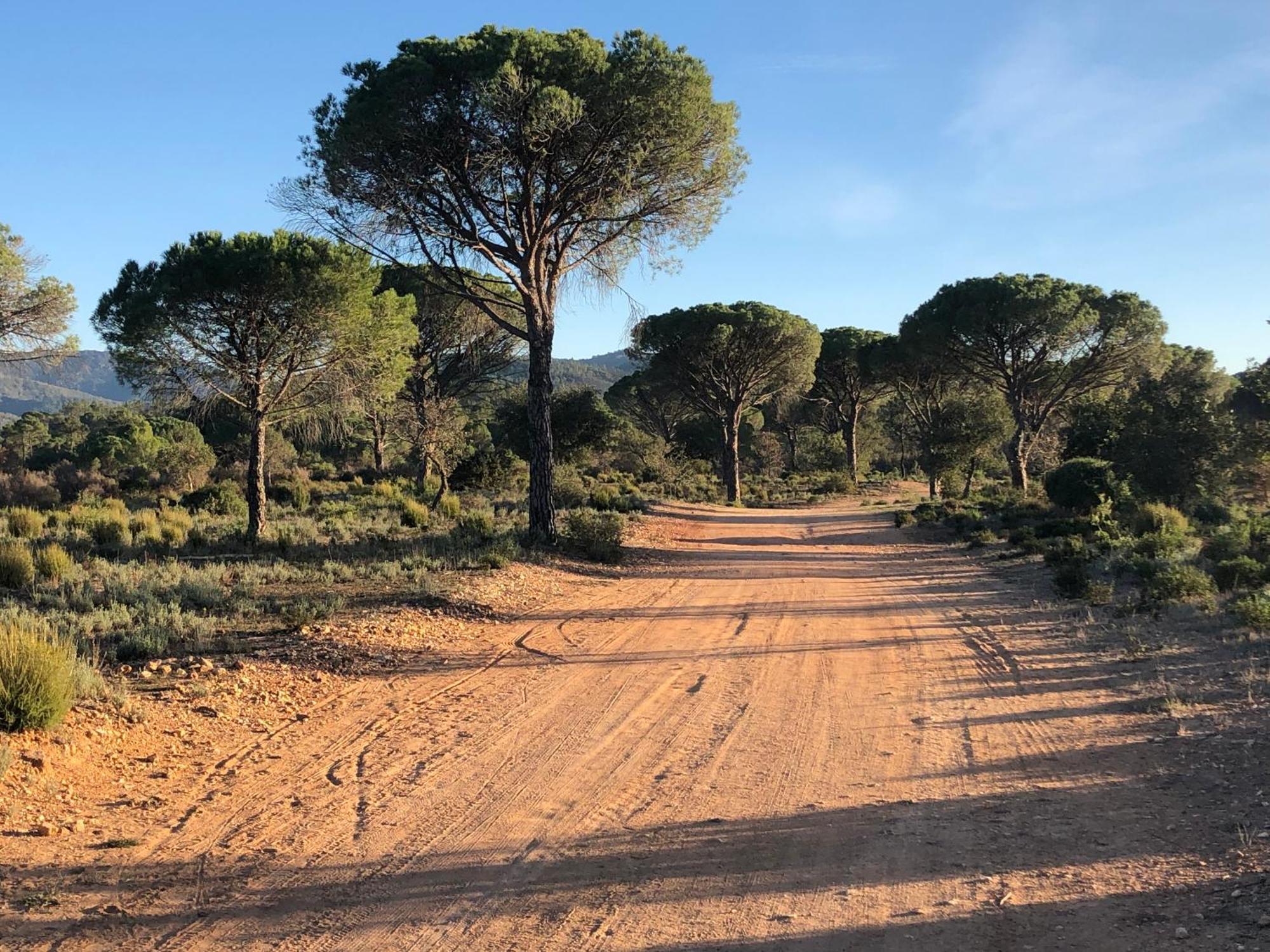 Sous Les Pins Parasols Vidauban Buitenkant foto